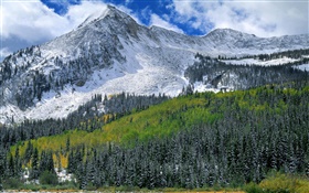 山、雪、森、木 HDの壁紙