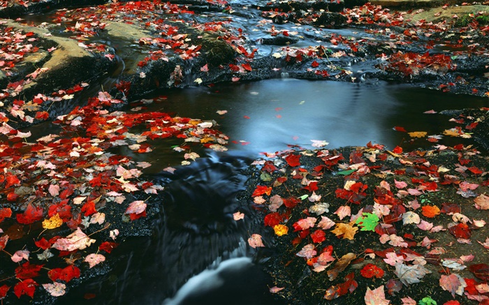 自然の風景、紅葉、小川、秋 壁紙 ピクチャー