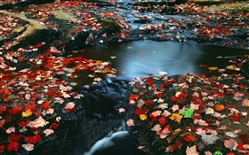 自然の風景、紅葉、小川、秋