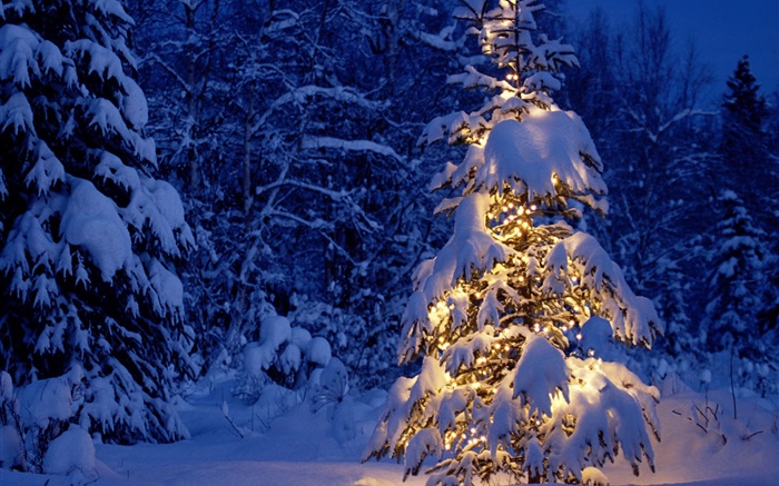 夜、木、ライト、厚い雪、クリスマス 壁紙 ピクチャー