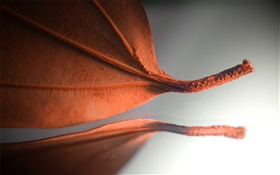オレンジの葉、創造的な写真 HDの壁紙