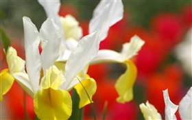 蘭の花のクローズアップ、白、黄色の花びら HDの壁紙