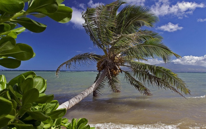 椰子の木、海、水、ハワイ、アメリカ 壁紙 ピクチャー