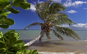 椰子の木、海、水、ハワイ、アメリカ