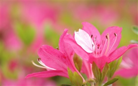ピンクのツツジの花弁クローズアップ