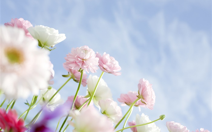 ピンクのカーネーションの花 Hdの壁紙 フラワーズ 壁紙プレビュー Ja Hdwall365 Com