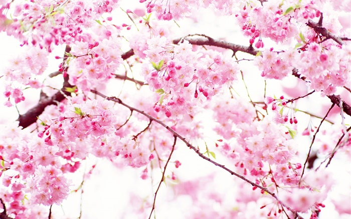 ピンクの桜の花が咲く、春 壁紙 ピクチャー