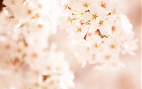 ピンクの桜の花、ボケ味