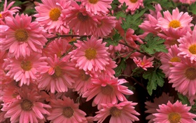 ピンクの菊の花クローズアップ HDの壁紙