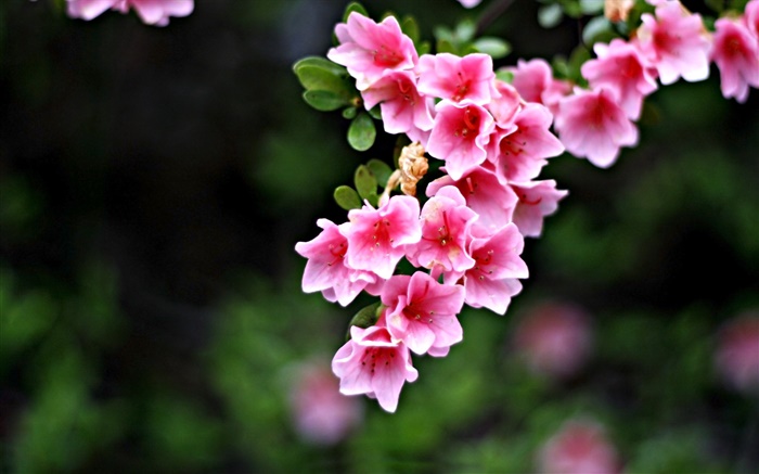 ピンクの花、小枝、春 壁紙 ピクチャー