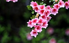 ピンクの花、小枝、春
