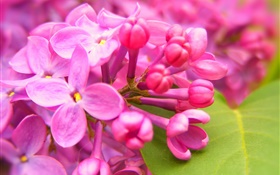 ピンクのライラックの花