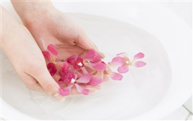ピンクの蘭の花の花びら、水、手 HDの壁紙