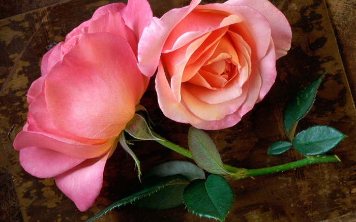 ピンクは木板に花をバラ 壁紙 ピクチャー