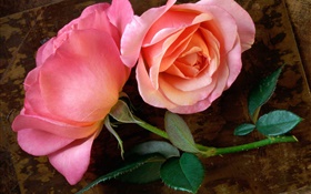 ピンクは木板に花をバラ HDの壁紙
