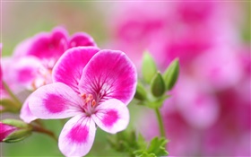 ピンクの白い花びらの花クローズアップ HDの壁紙