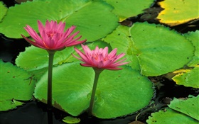 池、緑の葉、ピンクの蓮