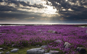 紫色の花、フィールド、岩、雲、太陽の光
