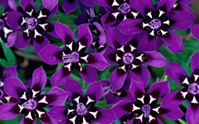 紫の花びらの花クローズアップ HDの壁紙