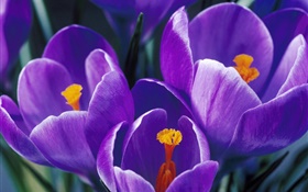 紫の花びらは、クローズアップチューリップ HDの壁紙