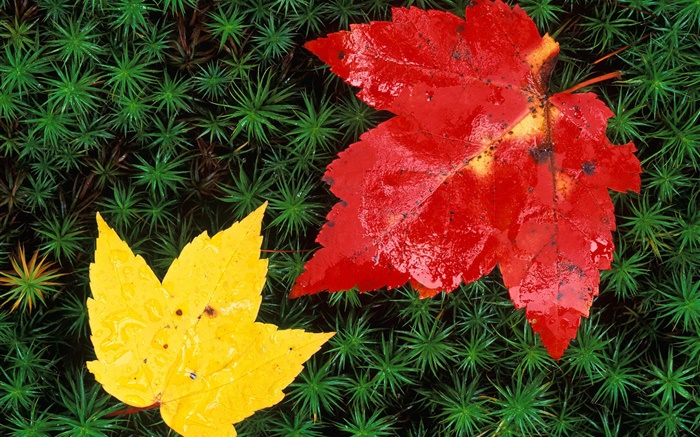 赤と黄色のカエデの葉、草、秋 壁紙 ピクチャー