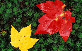 赤と黄色のカエデの葉、草、秋