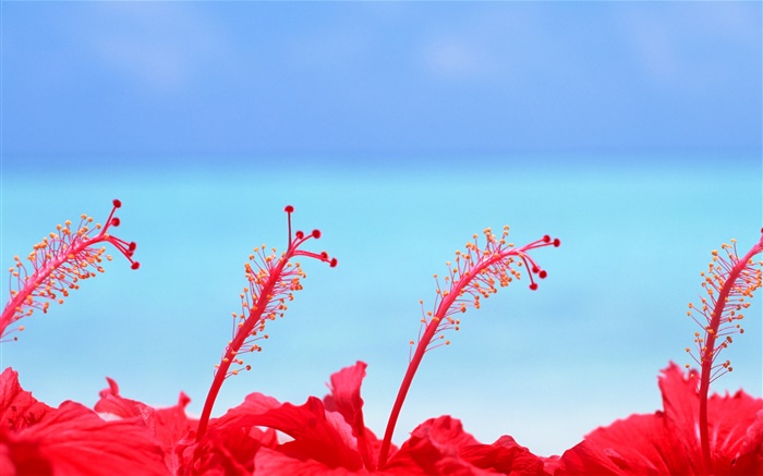 赤い花、青い空、モルディブ 壁紙 ピクチャー