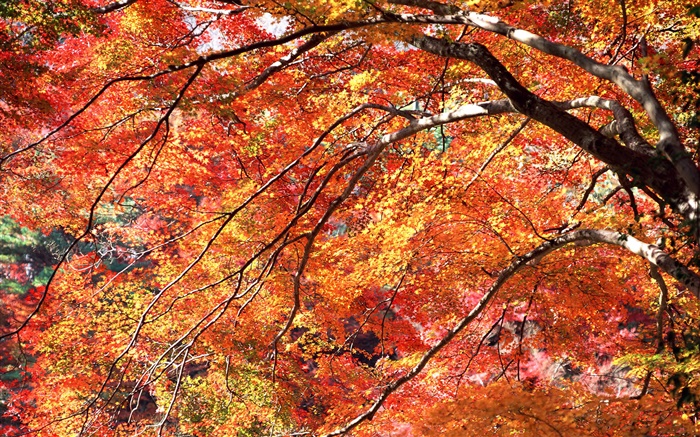 赤、秋、木を残します 壁紙 ピクチャー
