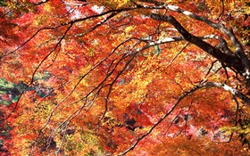 赤、秋、木を残します HDの壁紙
