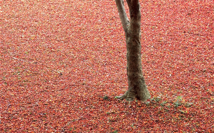 地面、木、秋に紅葉 壁紙 ピクチャー