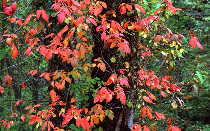 赤葉、木、小枝、秋 壁紙 ピクチャー