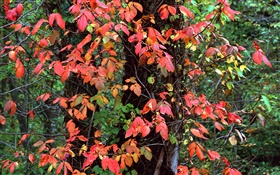 赤葉、木、小枝、秋