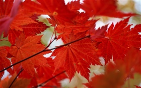 レッドメープルは、クローズアップ、秋の葉