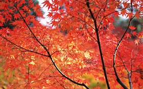 赤カエデは、秋、東京、日本を離れます HDの壁紙