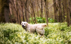 レトリーバー、犬、草、野草、森 HDの壁紙