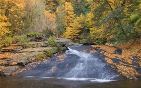 川、木、秋 HDの壁紙