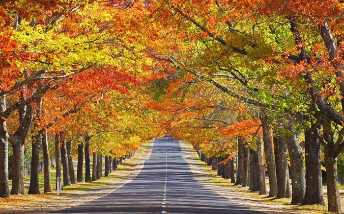 道路、樹木、紅葉、秋 壁紙 ピクチャー