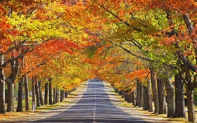 道路、樹木、紅葉、秋 HDの壁紙