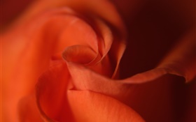 クローズアップ、オレンジ色のバラの花びら HDの壁紙