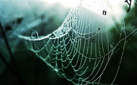 蜘蛛の巣雨、水滴、言葉、創造的な絵の後 HDの壁紙
