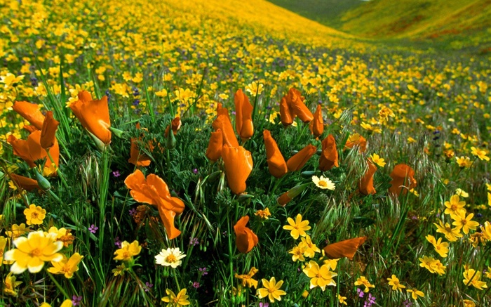 春の花、黄色の野生の花 壁紙 ピクチャー