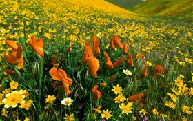 春の花、黄色の野生の花