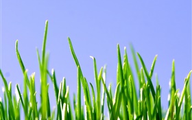 春、緑の芝生、青空 HDの壁紙