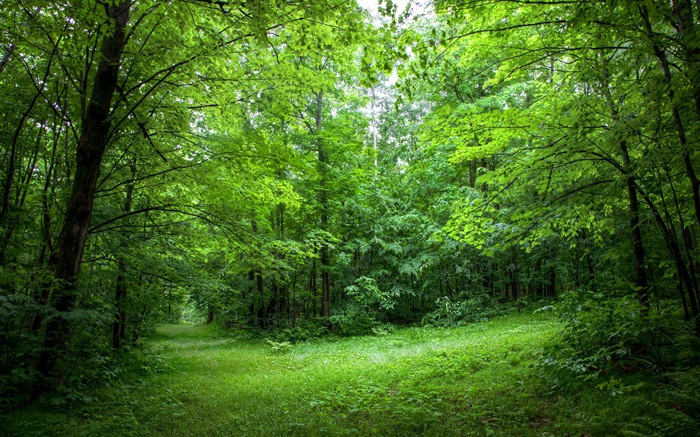 夏、森、木、葉、緑の草 壁紙 ピクチャー