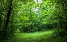 夏、森、木、葉、緑の草 HDの壁紙