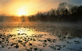 日の出、池、木、夜明け、霧 HDの壁紙