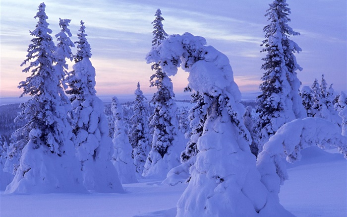厚い雪、木、夜明け 壁紙 ピクチャー