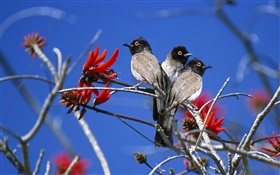 3羽の鳥、エトーシャ国立公園、ナミビア