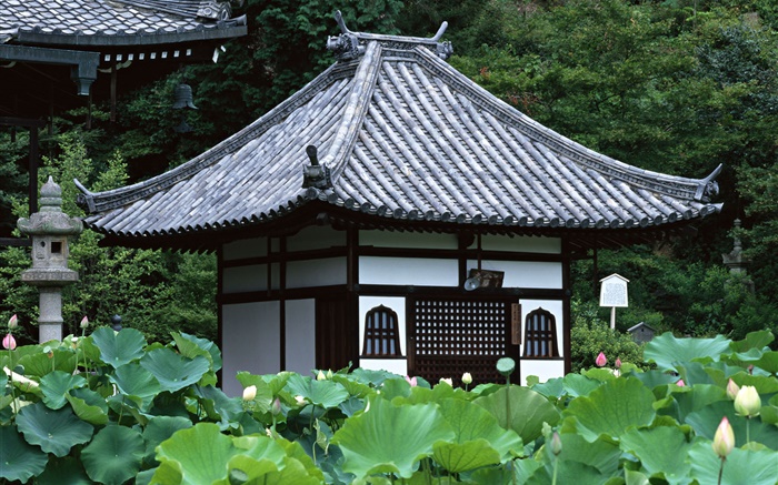東京、日本、庭、寺院、蓮の池 壁紙 ピクチャー