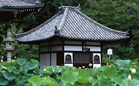 東京、日本、庭、寺院、蓮の池 HDの壁紙